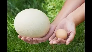 Testing eggs.