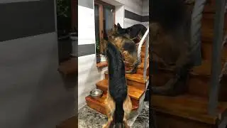 Дождались папу😂