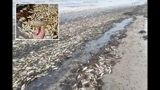 Mystery as 100 tonnes of d ead herring wash up on Russian island leaving experts baffled