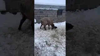 Неожиданный окот овцы! An unexpected sheep! #вулкан #horse #каратау #the #лошади #казахстан