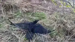 Подстрелил Ворона