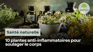 10 plantes anti-inflammatoires naturels pour soulager le corps