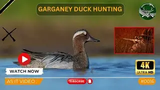 Duck Hunting | Garganey | As It Video # 0016