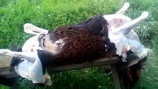 Забой барана.
