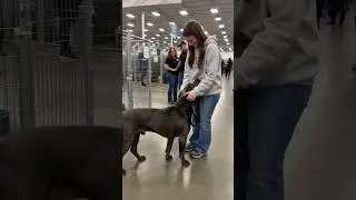 A Shelter Dog Meets His Possible New Family