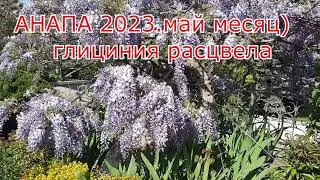 АНАПА. Весна 2023.  ГЛИЦИНИЯ РАСПУСТИЛАСЬ!!!