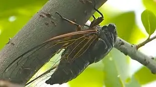 Cicadas and their sound