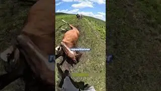 He helped this mare