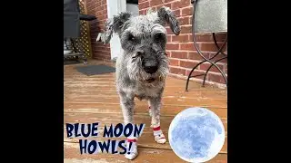 Howlin’ Blue Moon Repeater!