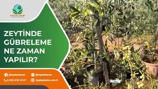 ZEYTİNDE GÜBRELEME NE ZAMAN YAPILIR?