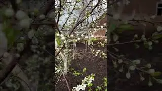 Тут только все начинает распускаться
