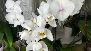 I never expected this!!! 😲🤗 Resuscitation with leaves in water 🌸