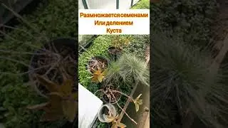 Размножение декоративных злаков