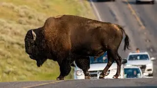 Bison Traffic Jam! Yellowstone Tourists Get Stuck in Epic Encounter