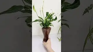 #sphagnum_eco #сфагнумфускум #plants #спатифиллум #spathiphyllum #flowers #ароидные #растения #plant