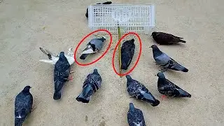 Best Way to Catching Hunting Pigeons With Basket | Bird trap