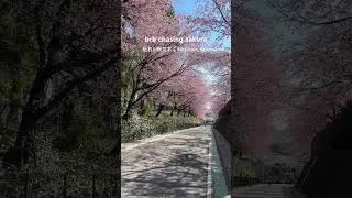 brb chasing sakura