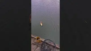 Какая свеча🔥🎣 #fishing #fish #fishingvideo #рыбалка #shimano #pike #pikefishing #киев