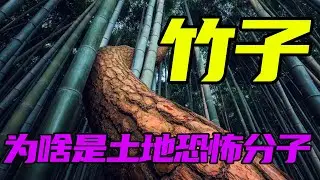 【竹子】为什么是生长恐怖分子?长得快活得久一旦开花繁殖就挂!