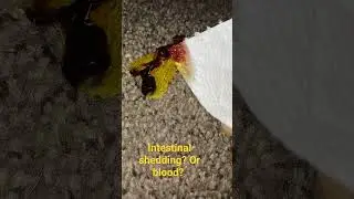 Is it blood or intestinal shedding? Is  a question that's often asked by chicken owners
