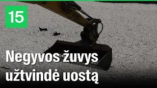 Šimtas tonų negyvų žuvų: po potvynio Graikijos uoste – ekologinė katastrofa