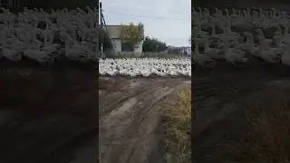Goose Cartel. Video by: @yuran199002 
