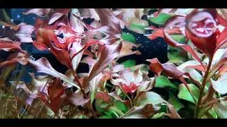 Planted aquarium dutch style hightech CO2