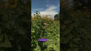 Спираль моей жизни