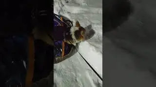 Корги в ватрушке!