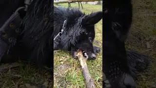 Cute dog! 👍🤗