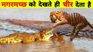मगरमच्छ को देखते ही टाइगर उसे चीर क्यों देता हैं Siberian Tiger vs Nile Crocodile | Deadliest Fight