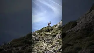 Picos de Europa