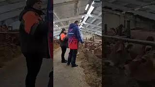 Джерсейская корова. Ферма коров. Корма для животных. Породы коров. Содержание крс. Молочные коровы