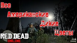 ВСЕ Американские дикие цветы RDR2 оnline (день2)