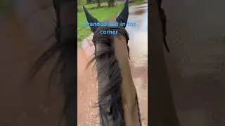 Original horse power wins 💪 #horse #shorts #megamojo #flooding #equestrian #trailriding