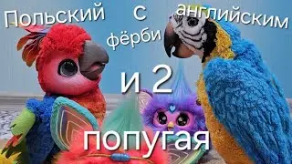 Польский и английский фёрби общаются в двумя попугаями