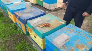 Visiting the Nikitenko family's industrial apiary