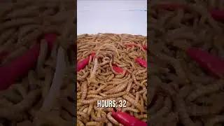 Mealworms eating Thai Chili