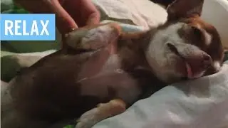 Чихуахуа кайфует