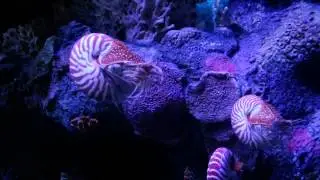 Chambered Nautilus at the Monterey Bay Aquarium