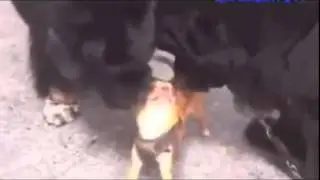 Самые смешные приколы с животными