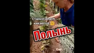 Полынь
