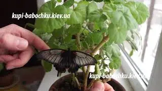 имаго  и куколки бабочки парусник Леви (papilio lowi)