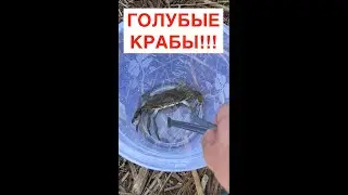 Голубые крабы! Рыбалка бывает и такой!