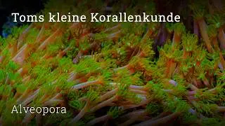 Tom's Little Coral Guide: Alveopora