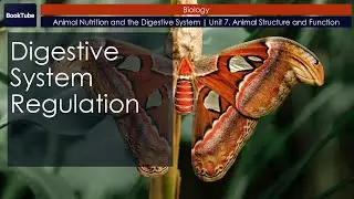 Digestive System Regulation | Animal Nutrition and the Digestive System