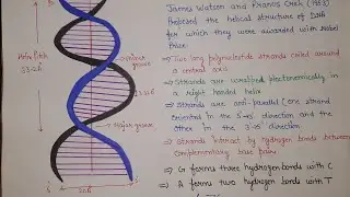 structure of DNA | dna structure | Watson and Crick dna model |  dna double helix structure