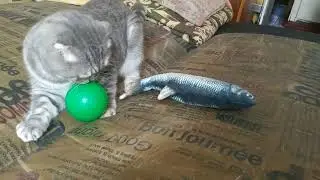 Кот И Мячик