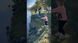 Кормит голубей, а уток нет) 🦆  #голуби #парк