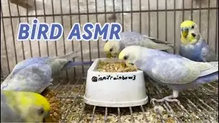KUŞ ASMR / BİRD ASMR / VOGEL ASMR🦜🎧